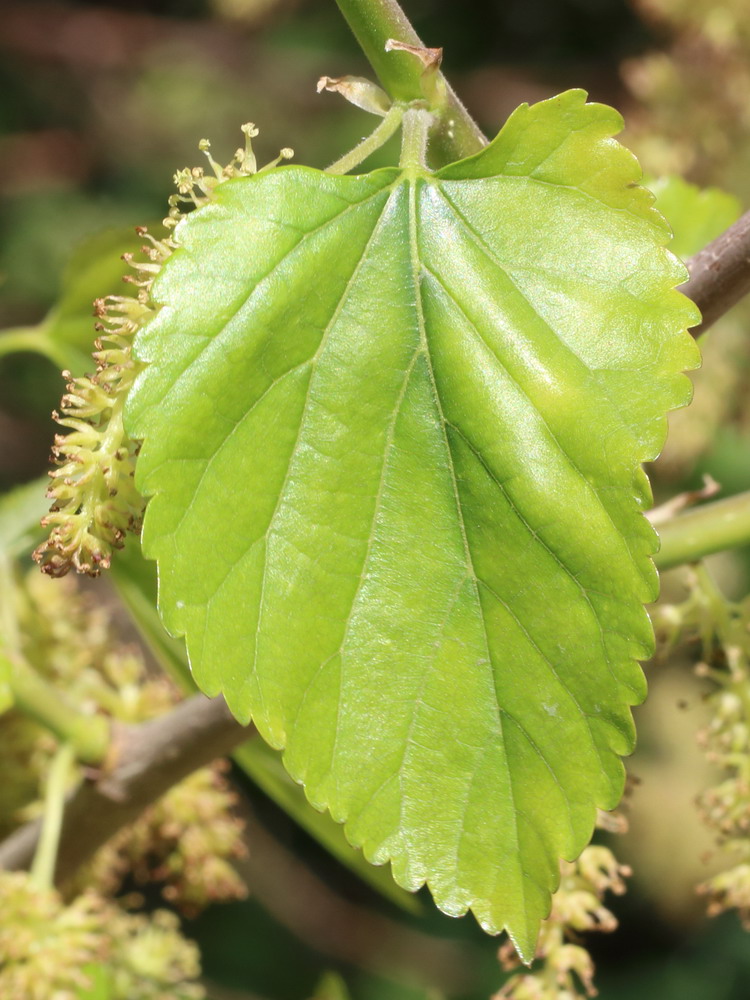 Изображение особи Morus alba.