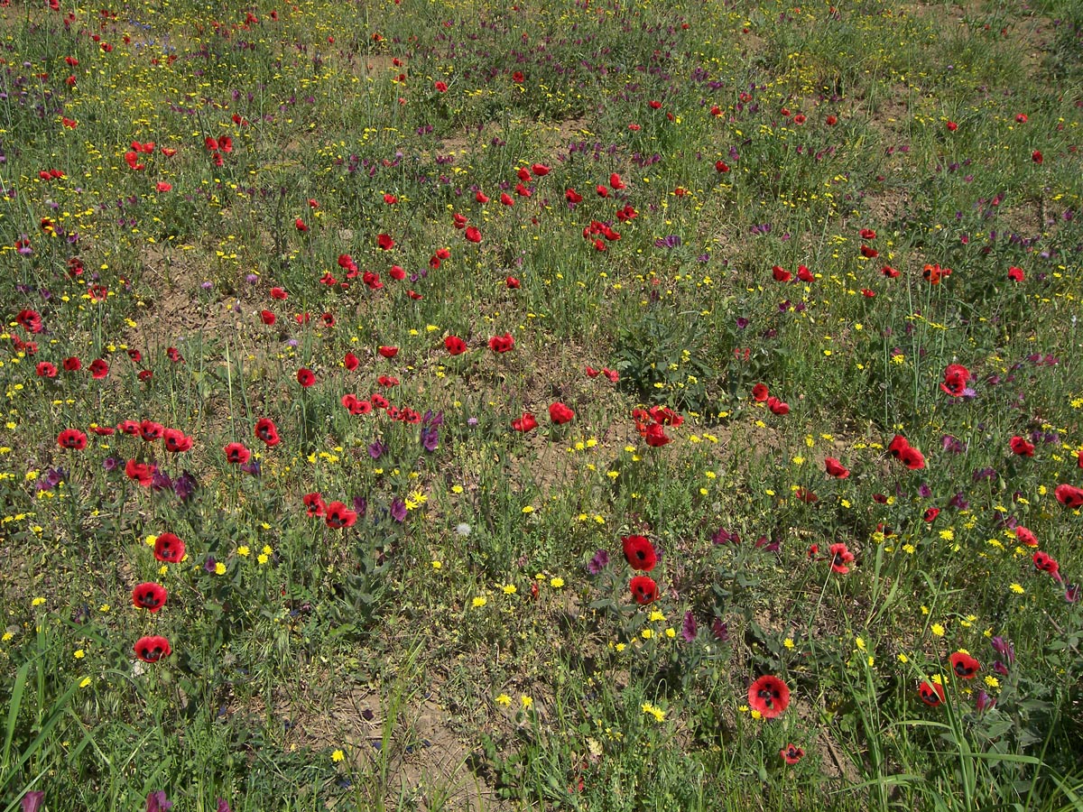 Изображение особи Papaver commutatum.