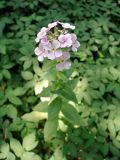 Hesperis matronalis