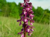 Anacamptis morio ssp. caucasica