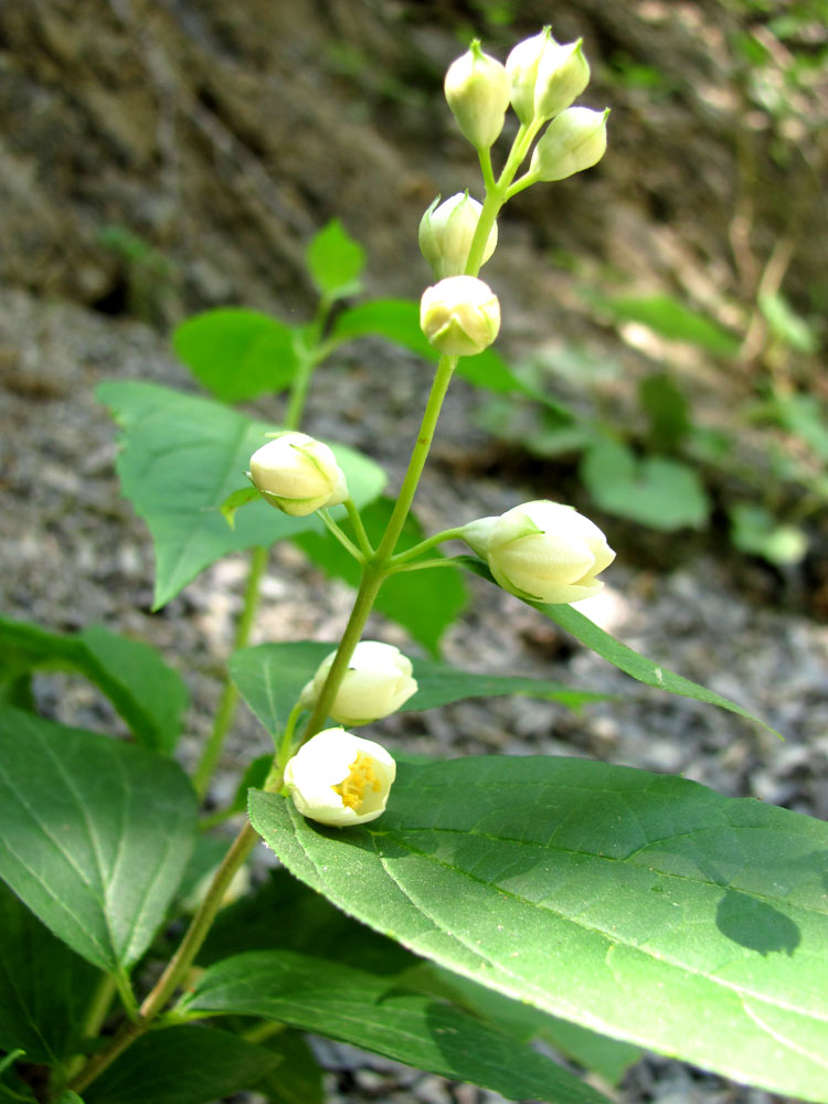 Image of Philadelphus caucasicus specimen.