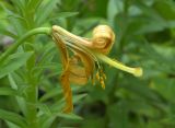 Lilium monadelphum