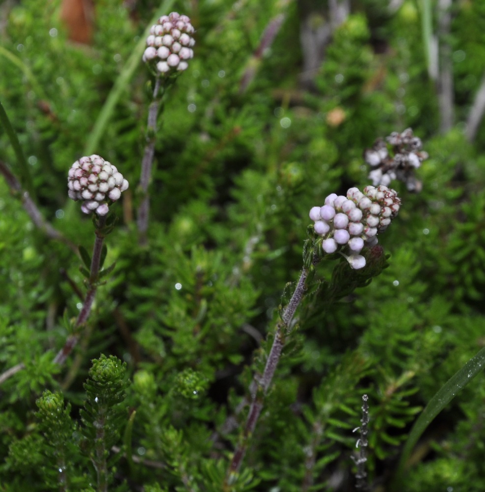 Image of Bruckenthalia spiculifolia specimen.