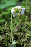 Moneses uniflora