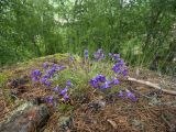 Campanula circassica