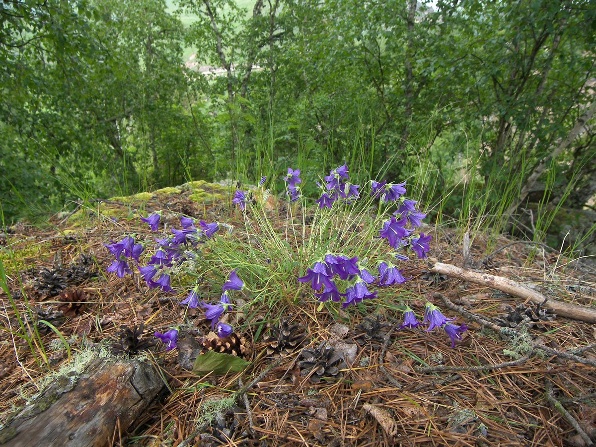Image of Campanula circassica specimen.