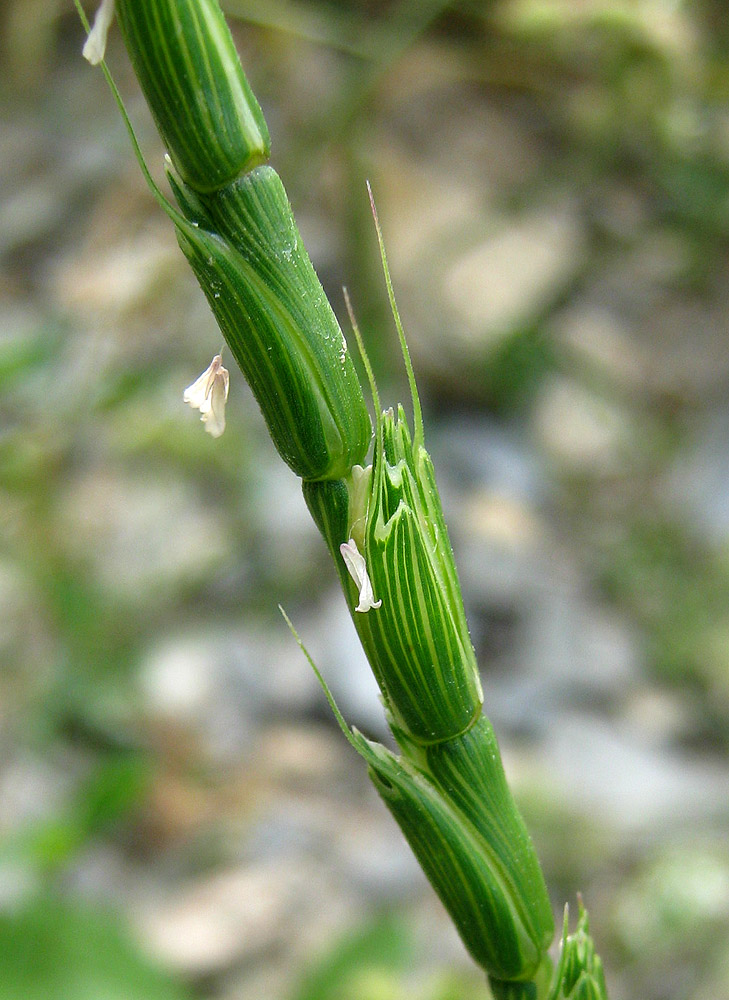 Изображение особи Aegilops cylindrica.