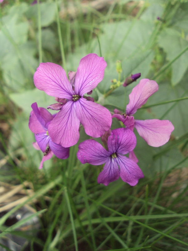 Изображение особи Lunaria annua.