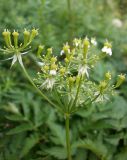 Chaerophyllum aureum