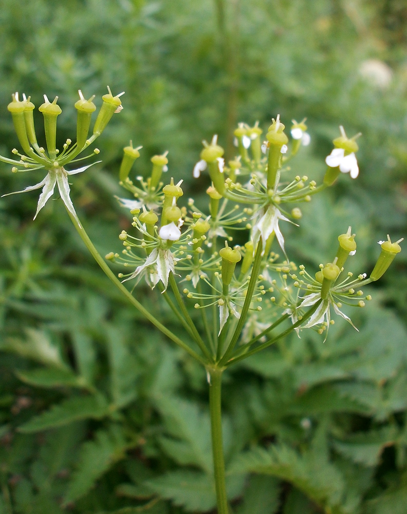 Image of Chaerophyllum aureum specimen.