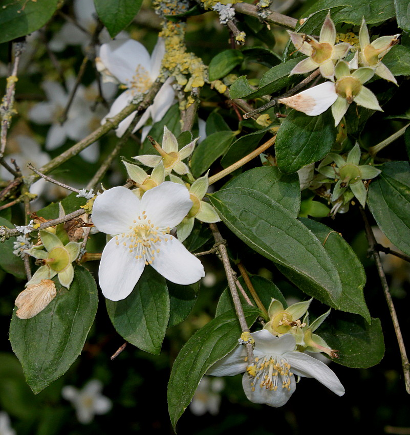 Image of Philadelphus coronarius specimen.