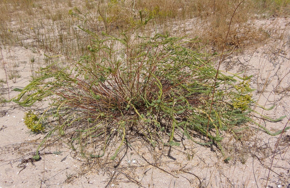 Изображение особи Euphorbia seguieriana.