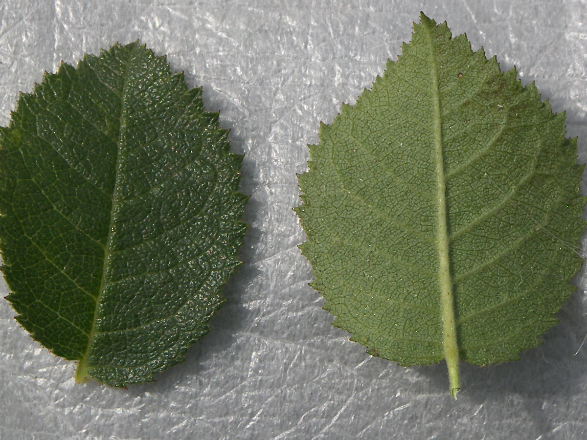 Image of Rosa oplisthes specimen.