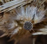 Echinops adenocaulos