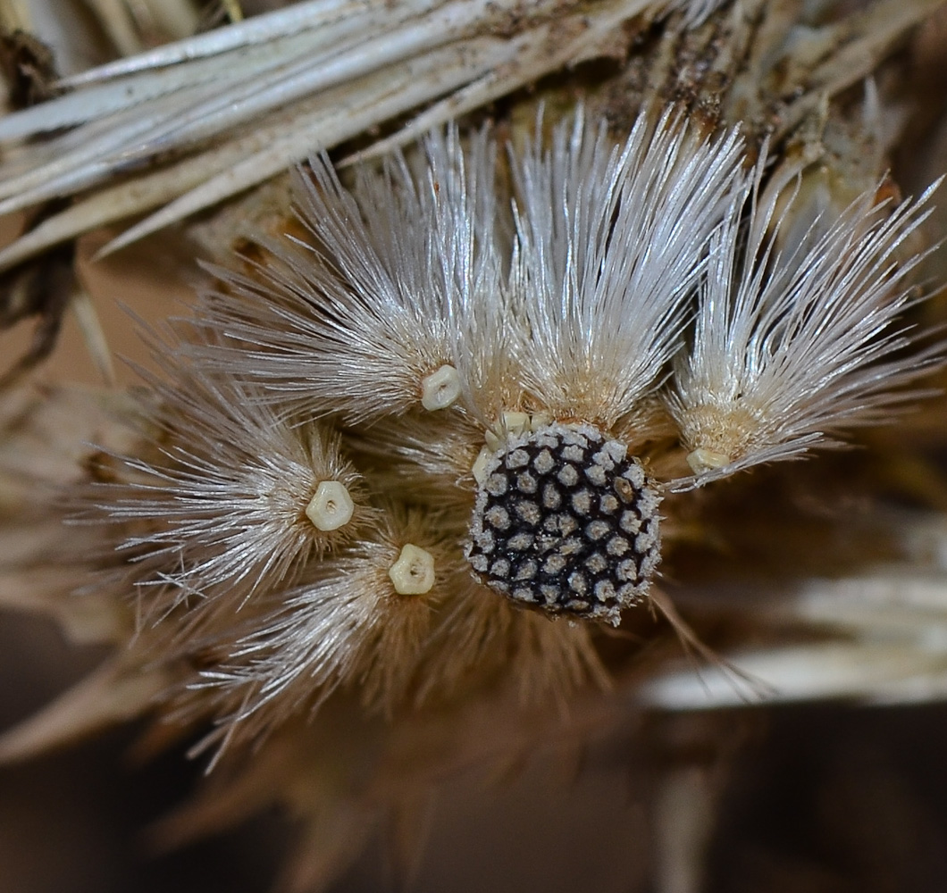 Изображение особи Echinops adenocaulos.