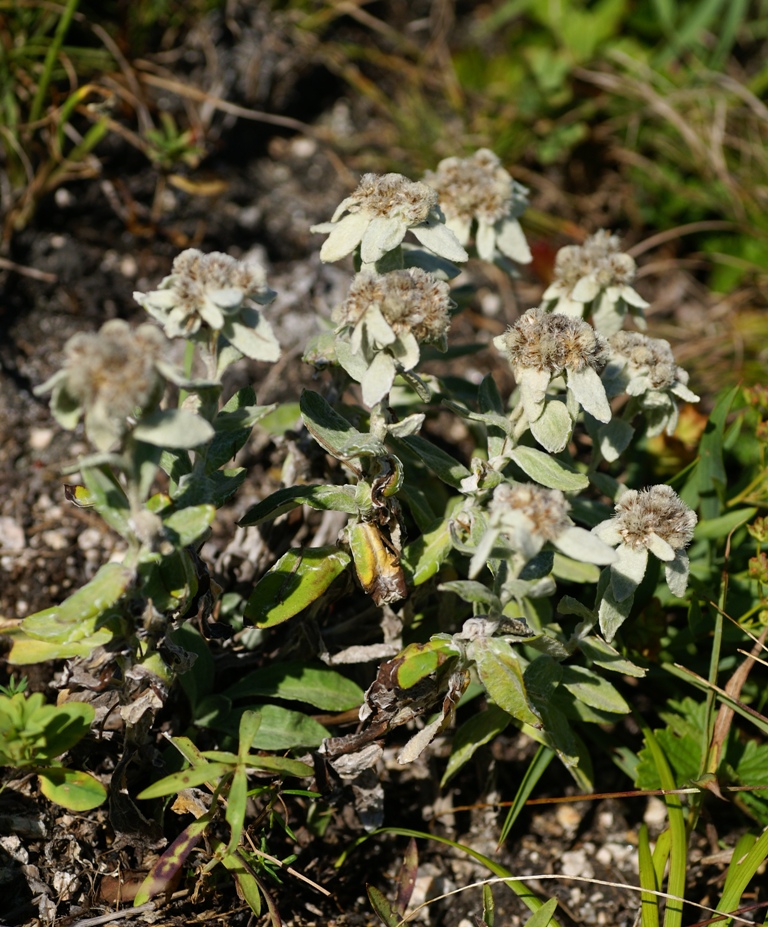 Image of Leontopodium palibinianum specimen.