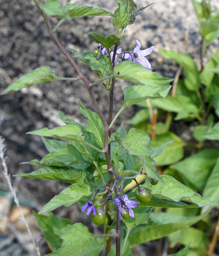 Изображение особи Solanum kitagawae.