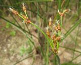 Bolboschoenus maritimus. Верхушка цветущего растения. Костромская обл., Костромской р-н, окр. с. Сущево, берег Костромского водохранилища. 17.08.2014.