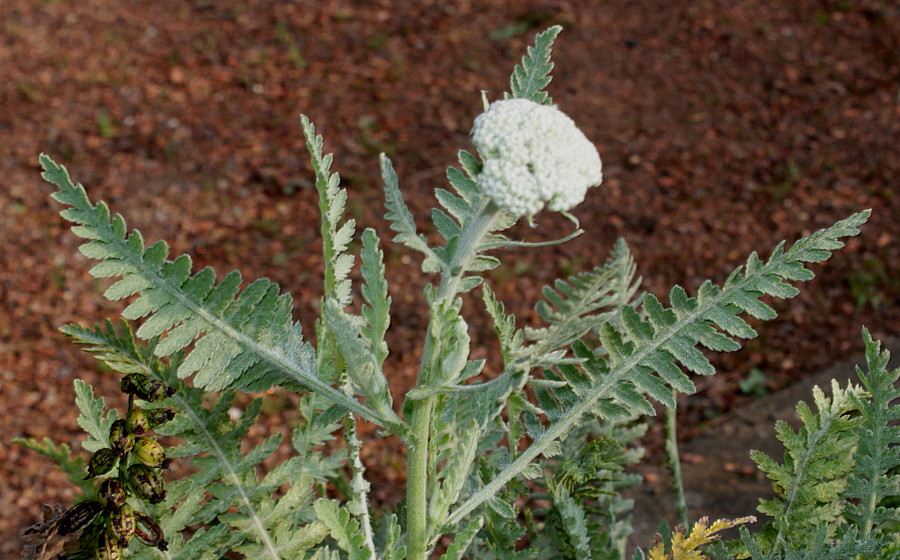 Image of Achillea filipendulina specimen.