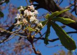 Aesculus hippocastanum