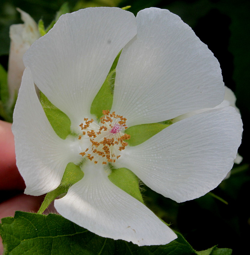 Image of Kitaibelia vitifolia specimen.