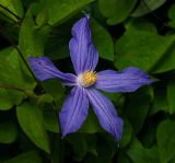 Clematis × jackmanii. Цветок. Московская обл., Раменский р-н, окр. дер. Хрипань, садовый участок. 27.06.2014.