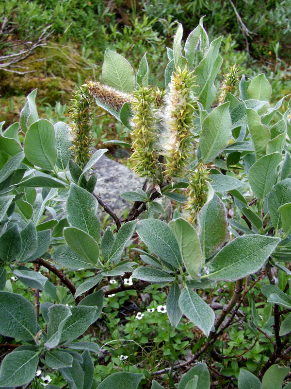 Image of Salix lanata specimen.