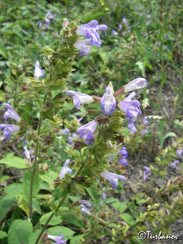 Image of Salvia tomentosa specimen.