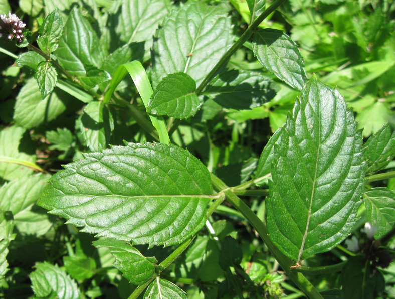 Image of Mentha &times; gracilis specimen.