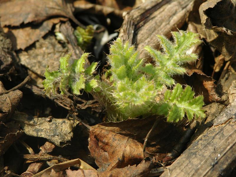 Image of Cirsium kamtschaticum specimen.
