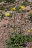 Doronicum turkestanicum