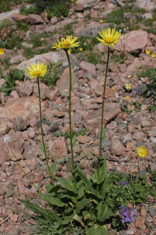 Изображение особи Doronicum turkestanicum.