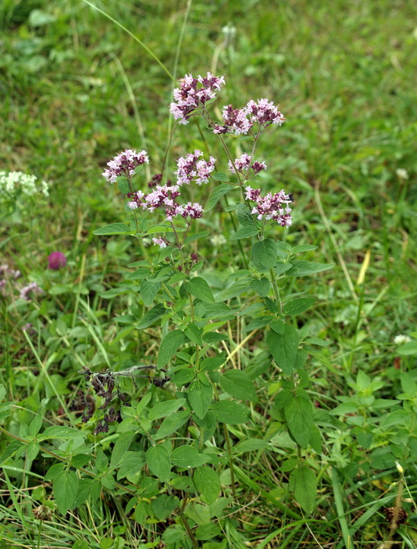 Изображение особи Origanum vulgare.