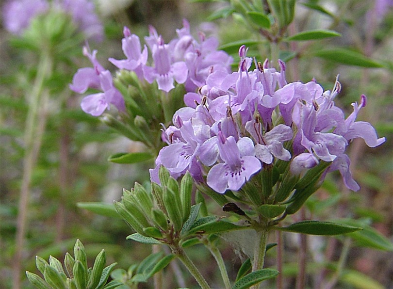 Изображение особи Ziziphora serpyllacea.