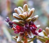 Empetrum hermaphroditum