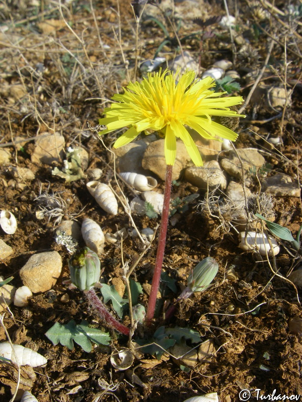 Image of Taraxacum hybernum specimen.