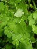 Geranium pusillum. Ювенильные листья. Ставропольский край, Будённовский р-н, с. Покойное. 23.08.2009.