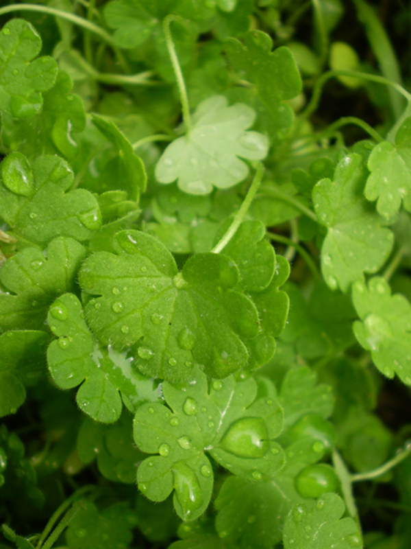 Изображение особи Geranium pusillum.