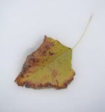 Populus nigra