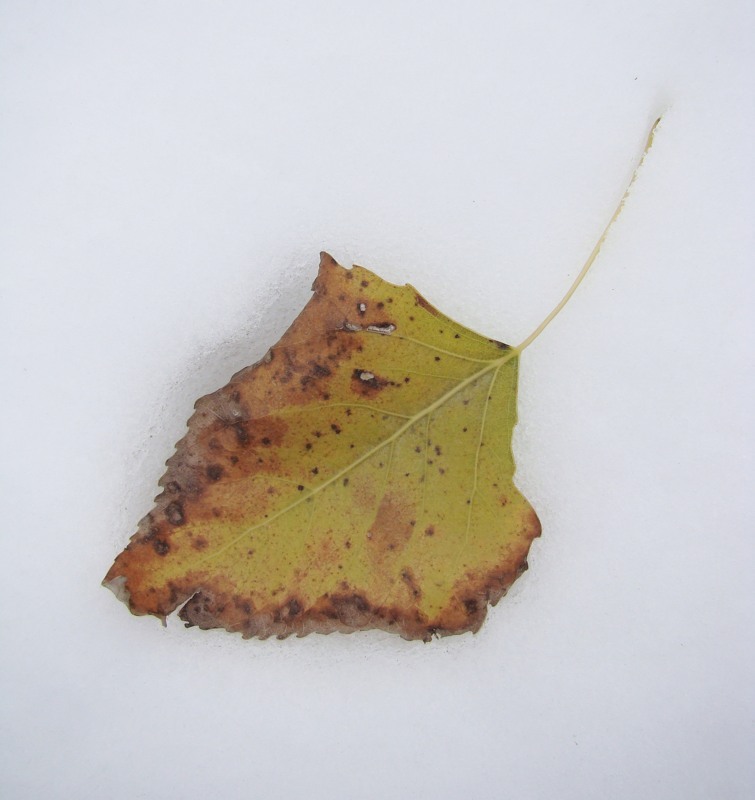 Image of Populus nigra specimen.