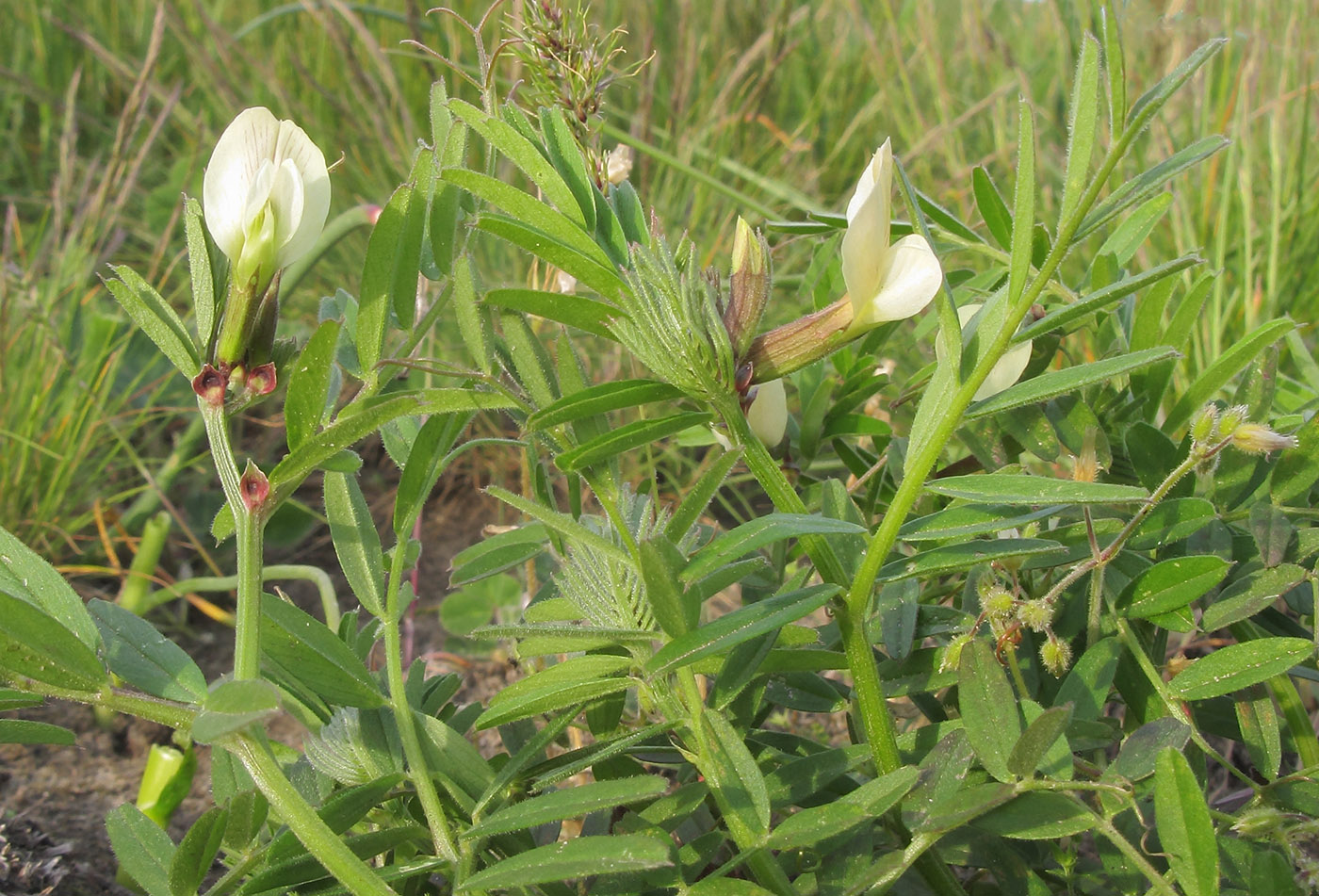 Image of Vicia grandiflora specimen.