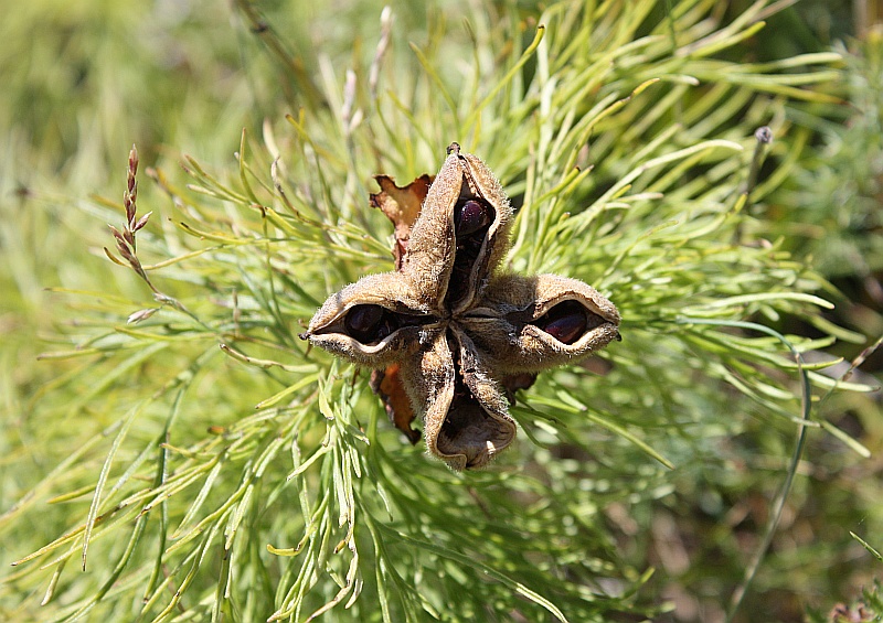 Image of Paeonia tenuifolia specimen.