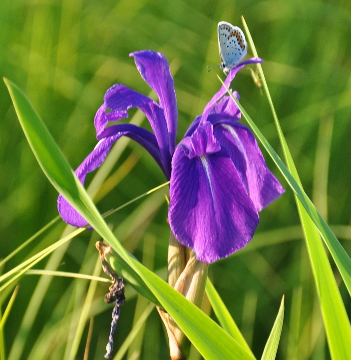 Изображение особи Iris laevigata.