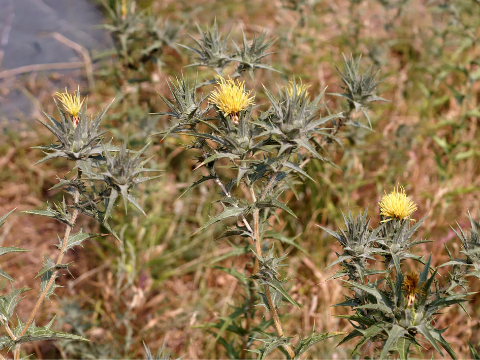 Изображение особи Carthamus &times; turkestanicus.