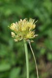 Allium petraeum