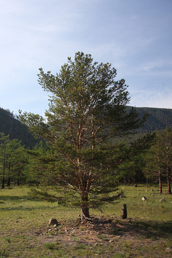 Изображение особи Pinus sylvestris.