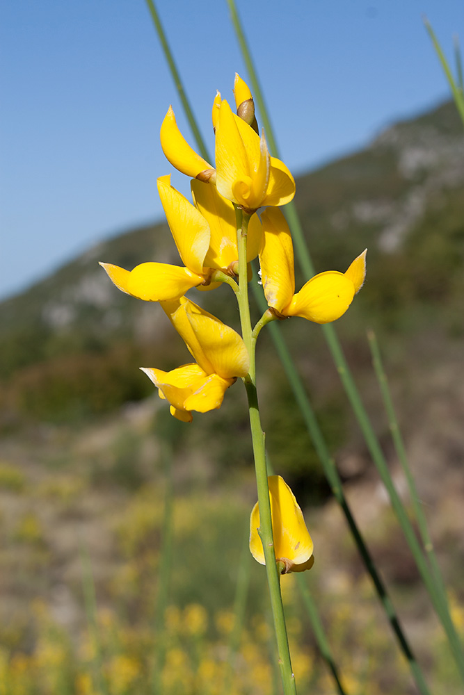 Image of Spartium junceum specimen.