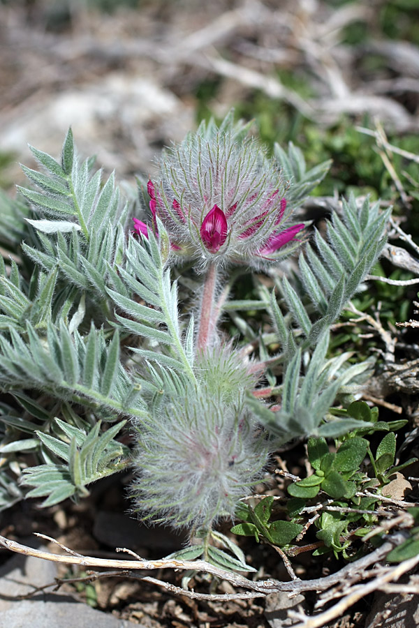 Изображение особи Oxytropis trichocalycina.