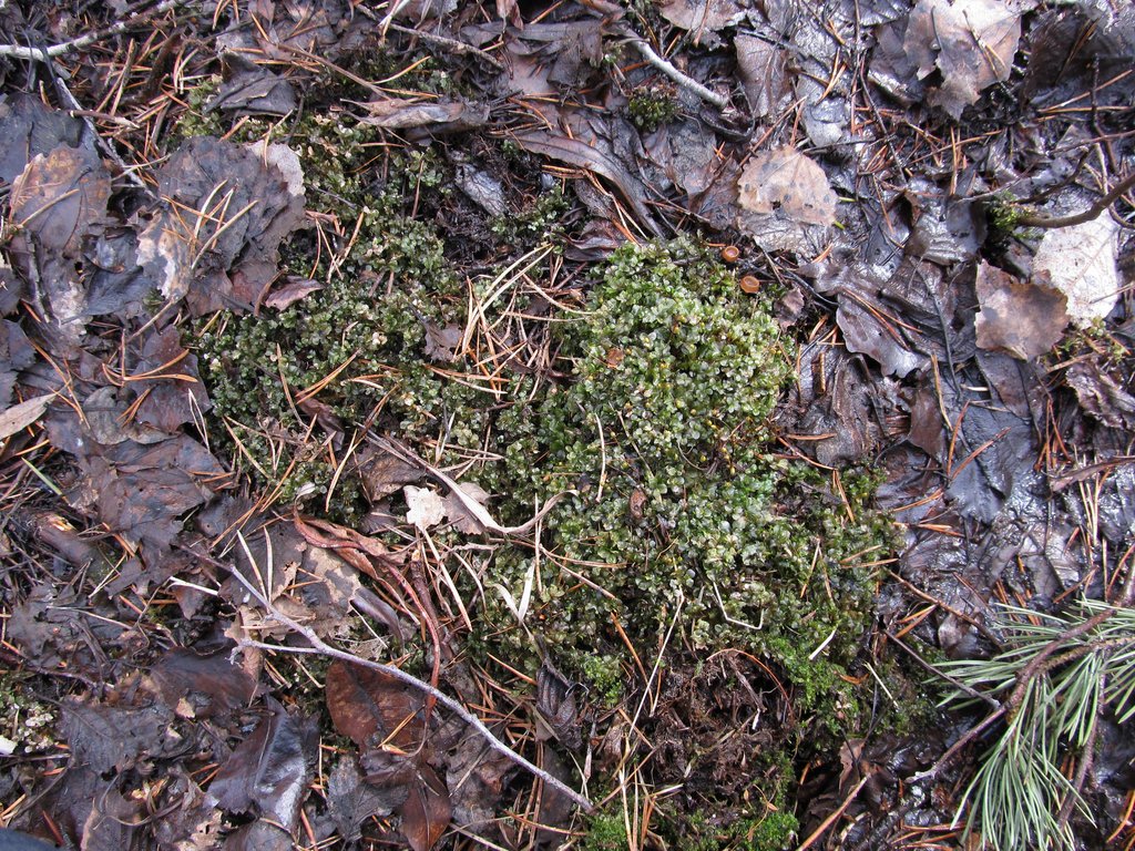 Image of Rhizomnium punctatum specimen.
