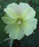 Alcea rugosa. Цветок. Крым, Симферополь, 30 октября 2008 г.